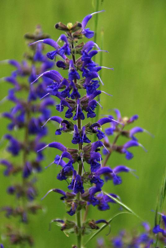 Unser Orchideenpark Bild Nr.078